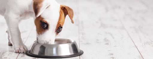 Chiens de petite taille : races, caractéristiques, nourriture