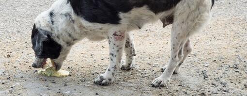 Vomissements chez les chiens