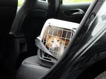 Voyager avec un chat : comment le transporter ?