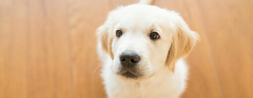 COMMENT HABITUER UN CHIOT A VIVRE EN APPARTEMENT ?