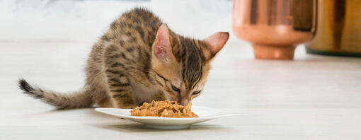 L’alimentation du chaton avant et après le sevrage