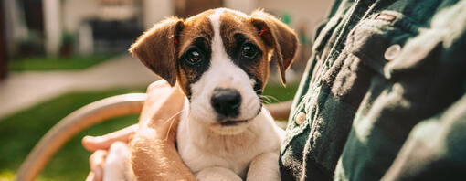 Accueillir un chiot : ce qu'il faut savoir