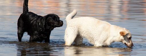 LES PÉRIODES DE CHALEUR CHEZ LES CHIENS