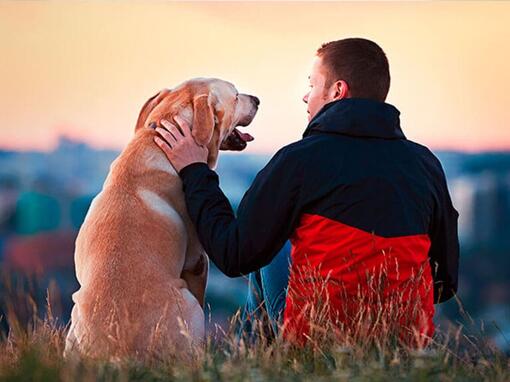 Propriétaire et labrador regardant le coucher du soleil