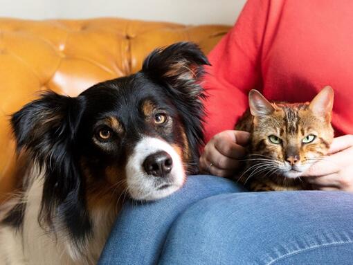 Chien et chat sur les genoux du propriétaire