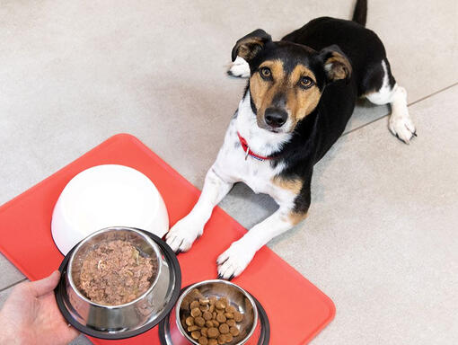 Chien à la recherche de nourriture donnée dans un bol