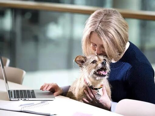 Terrier s'assit sur les genoux de la femme alors qu'elle travaille sur un ordinateur portable