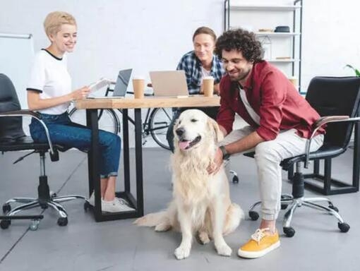 Golden retriever était assis au bureau avec un groupe de travail