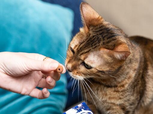 Friandises pour chat