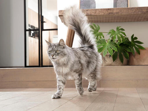 Decouvrez Toutes Nos Marques D Aliments Pour Chats Purina