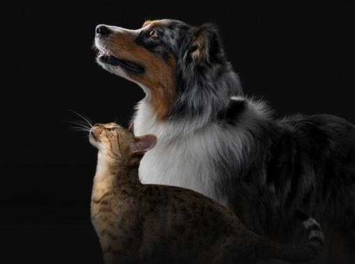 Arthrose chez le chien : Symptômes et traitement - Blog Ultra Premium Direct