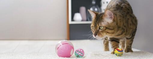 Le chat joue avec des jouets pour chats sur un tapis blanc