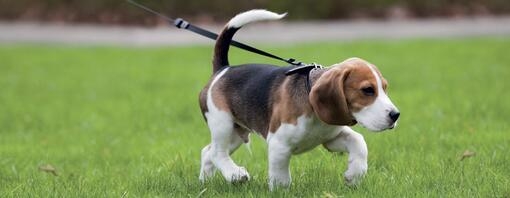 Petit chiot marchant sur l’herbe