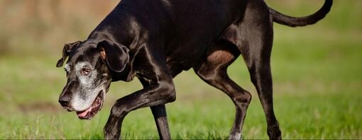 Grand chien noir se promène sur l’herbe