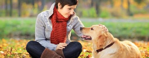 Un gros chien gît à côté d’une rea notka sur une feuille d’automne