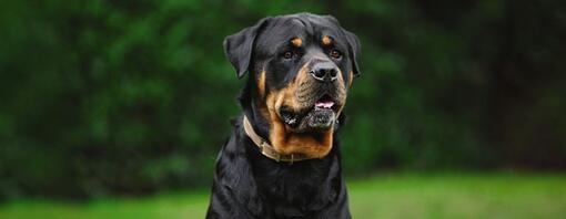 Le gros chien s’assoit et regarde devant lui