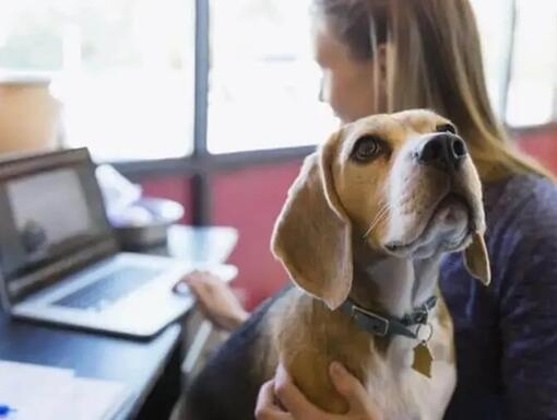 Femme travaillant sur un ordinateur portable avec Husky