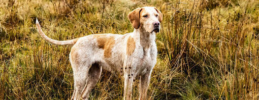 Chien de chasse sur le terrain