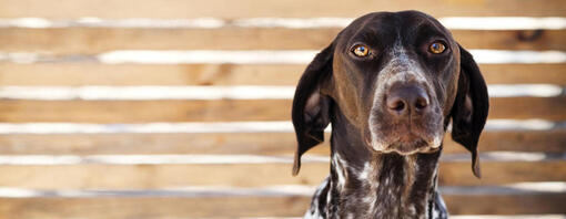 Un grand chien brun regardant la caméra