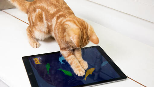 10 Jeux Irr Sistibles Pour Votre Chat Purina   Ipad Games Image 1 1 