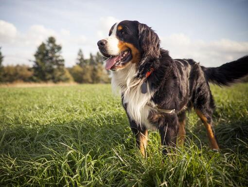 Nourriture sèche Purina ONE Chien