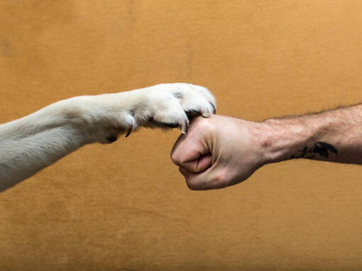 La patte d'un chien et le poing d'un homme ensemble