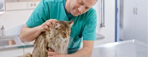 Vétérinaire mâle caressant le chat Maine Coon sur sa table d'examen au bureau