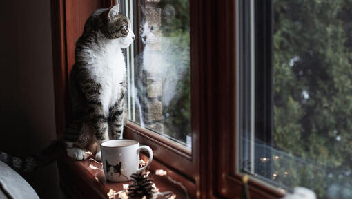 Chat assis sur le rebord de la fenêtre regardant dehors