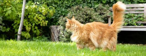 Chat roux moelleux dans le jardin.