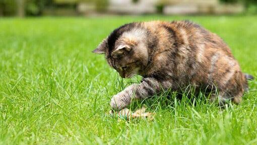 Chat à fourrure sombre jouant avec un jouet dans le jardin.