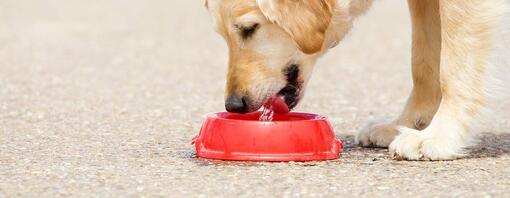 Maintenir l’hydratation de votre chien