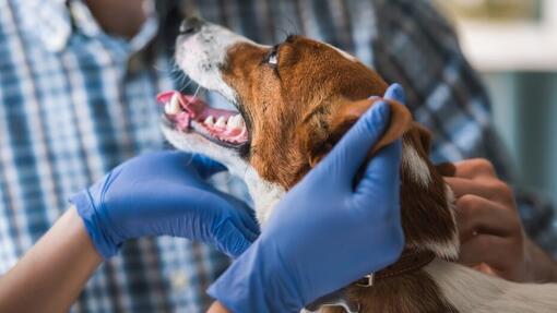 Cancer de la peau du chien : Symptômes et traitement