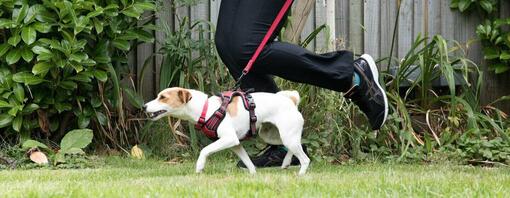 Courir avec votre chien : conseils et avantages