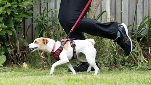 Courir avec votre chien : conseils et avantages