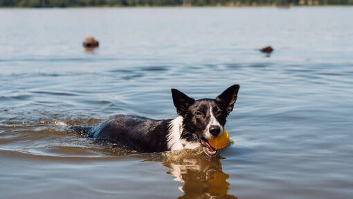 Apprendre à nager à son chien