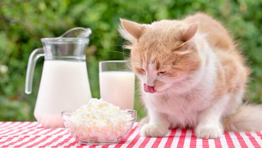 Les chats peuvent-ils manger du fromage ?