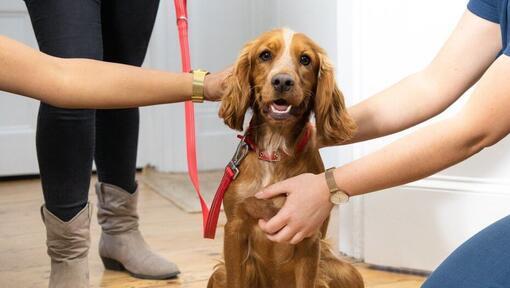 Infections de l’oreille du chien et autres problèmes d’oreille : Symptômes, causes et traitement