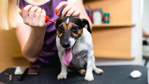 Infections de l’oreille du chien et autres problèmes d’oreille : Symptômes, causes et traitement