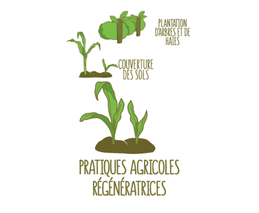 Pratiques d'agriculture régénératrice/ Couverture des sols/ Plantation d’arbres et de haies 